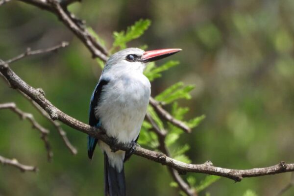 7-Day Luxury Safari to Serengeti, Tarangire, Ngorongoro Crater & Lake Manyara