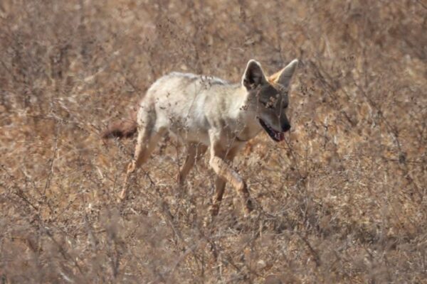 6-Day Tanzania Safari: Tarangire, Ngorongoro & Serengeti