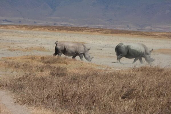 6-Day Majestic Safari to Serengeti