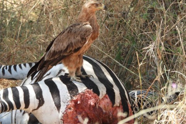 6-Day Tanzania Grand Safari: Tarangire, Ngorongoro & Serengeti