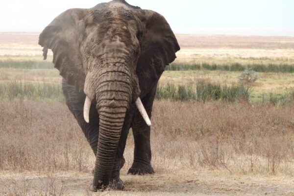 7-Day Tanzania Grand Safari: Tarangire, Ngorongoro & Serengeti