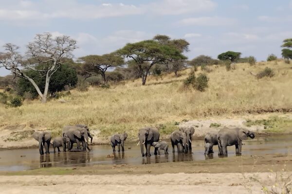 6-Day Luxury Safari to Serengeti, Ngorongoro Crater & Lake Manyara