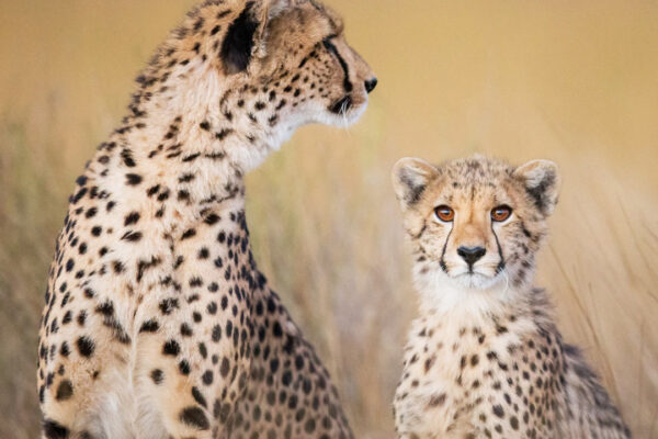 3-Day Wildlife Safari from Moshi: Tarangire, Ngorongoro & Lake Manyara