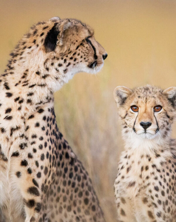 3-Day Wildlife Safari from Moshi: Tarangire, Ngorongoro & Lake Manyara