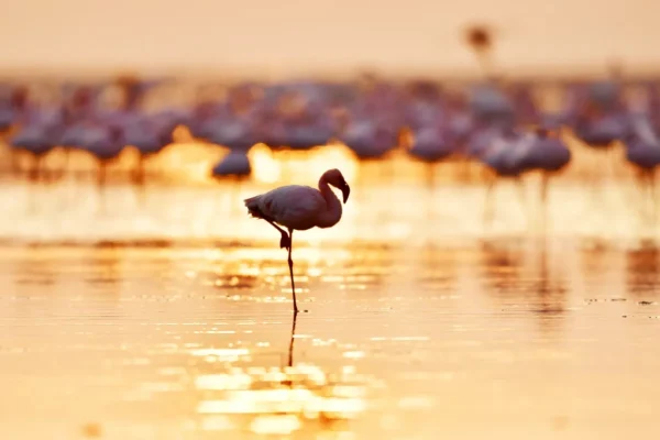 8-Day Tanzania Big Five Photography & Cultural Immersion Safari 