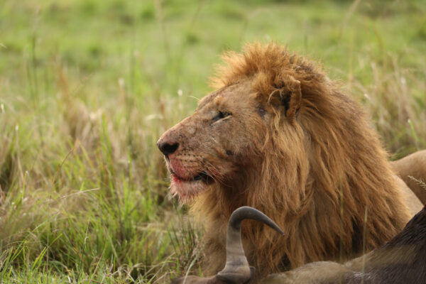 4-Day Zanzibar to Northern Tanzania Wildlife Safari