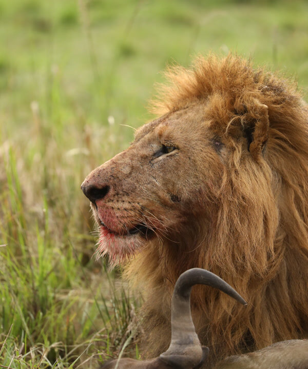 4-Day Zanzibar to Northern Tanzania Wildlife Safari