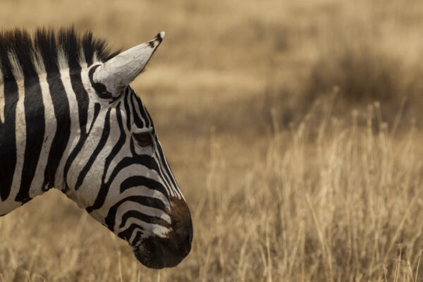 4-Day Ndutu Wildebeest Migration Safari from Zanzibar