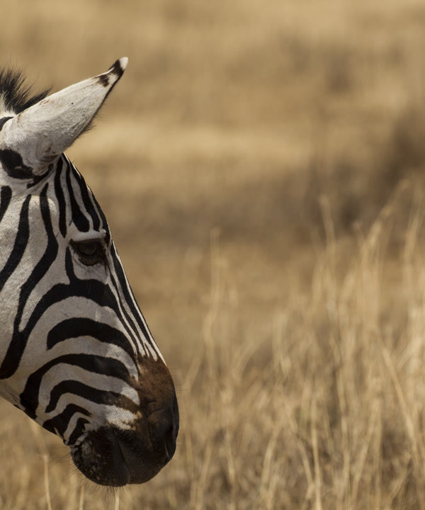 4-Day Ndutu Wildebeest Migration Safari from Zanzibar