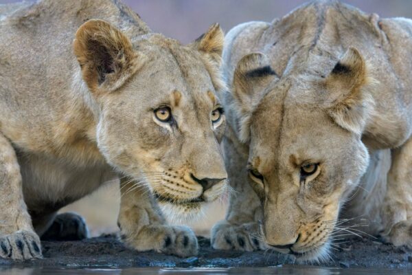 5-Day Romantic Honeymoon Safari: Serengeti Fly-In/Fly-Out