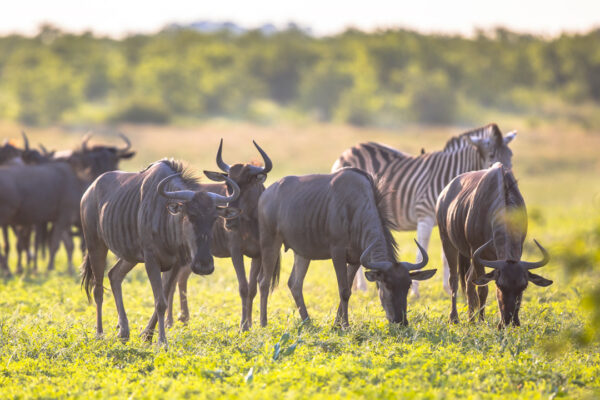 3-Day Serengeti Safari from Zanzibar: Fly-In / Fly-Out Adventure