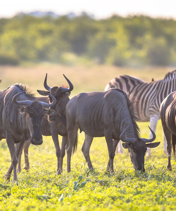 3-Day Serengeti Safari from Zanzibar: Fly-In / Fly-Out Adventure