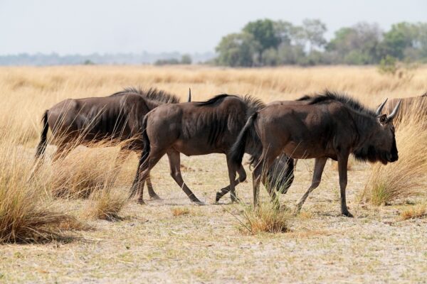 7-Day Big Five Safari (Great Migration River Crossings) – July to September